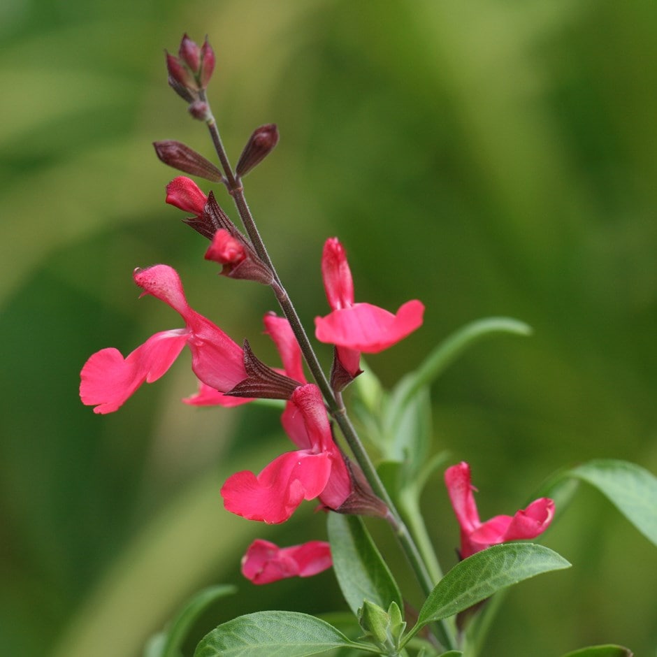 Buy Texas sage Salvia greggii Lipstick: £6.99 Delivery by