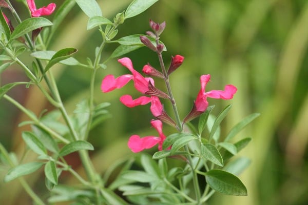 <i>Salvia greggii</i> 'Lipstick'