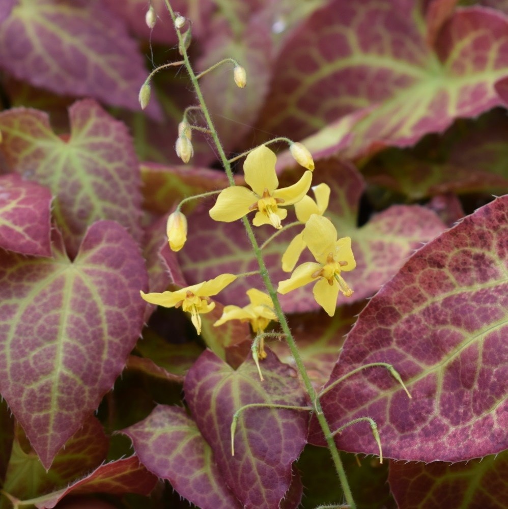 <i>Epimedium</i> × <i>perralchicum</i> 'Fröhnleiten'