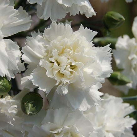 <i>Dianthus</i> <b class=small-caps>Memories</b> (WP11 GWE04) (Scent First Series) (PBR)