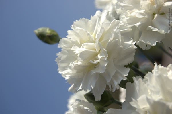 <i>Dianthus</i> <b class=small-caps>Memories</b> (WP11 GWE04) (Scent First Series) (PBR)