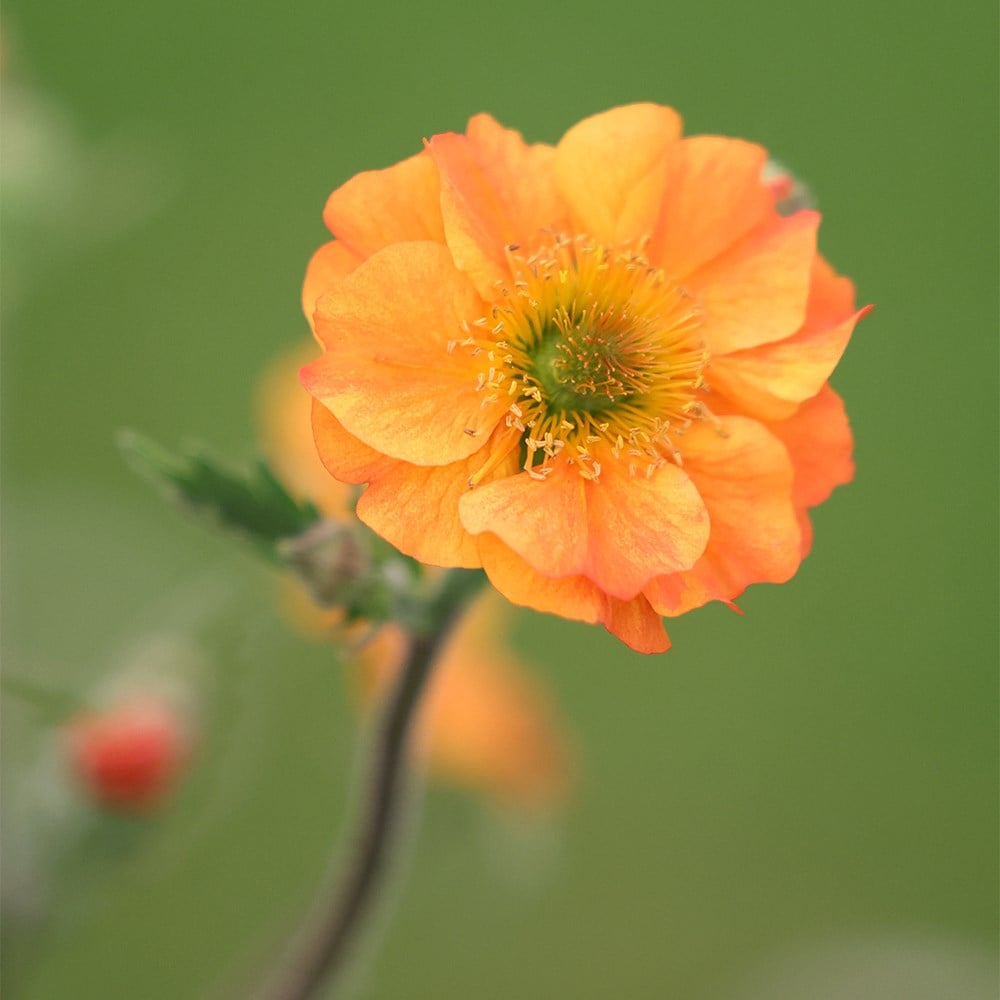 <I>Geum</i> 'Totally Tangerine' (PBR)