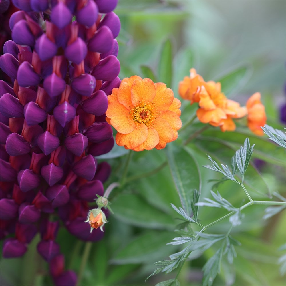 <I>Geum</i> 'Totally Tangerine' (PBR)