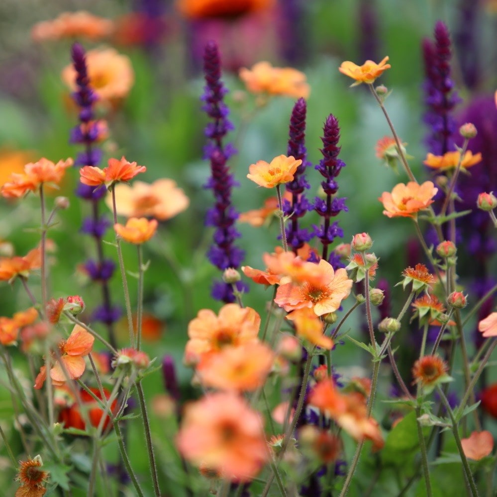 <I>Geum</i> 'Totally Tangerine' (PBR)
