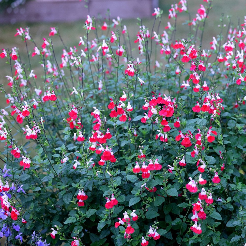 <i>Salvia</i> 'Hot Lips'