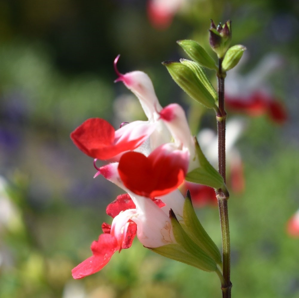<i>Salvia</i> 'Hot Lips'