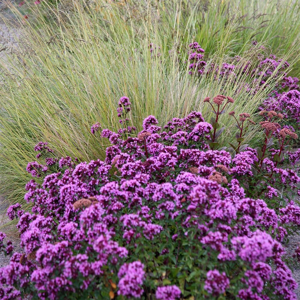 Product options image