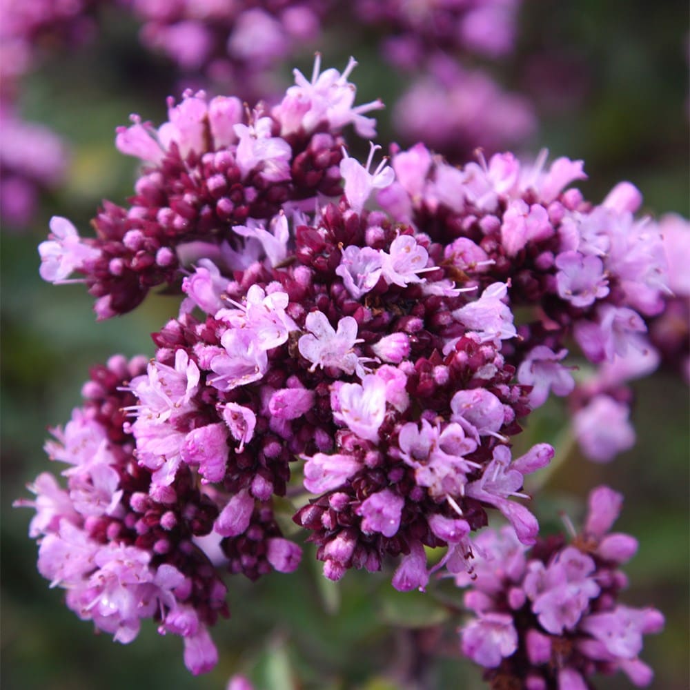 <i>Origanum laevigatum</i> 'Herrenhausen'