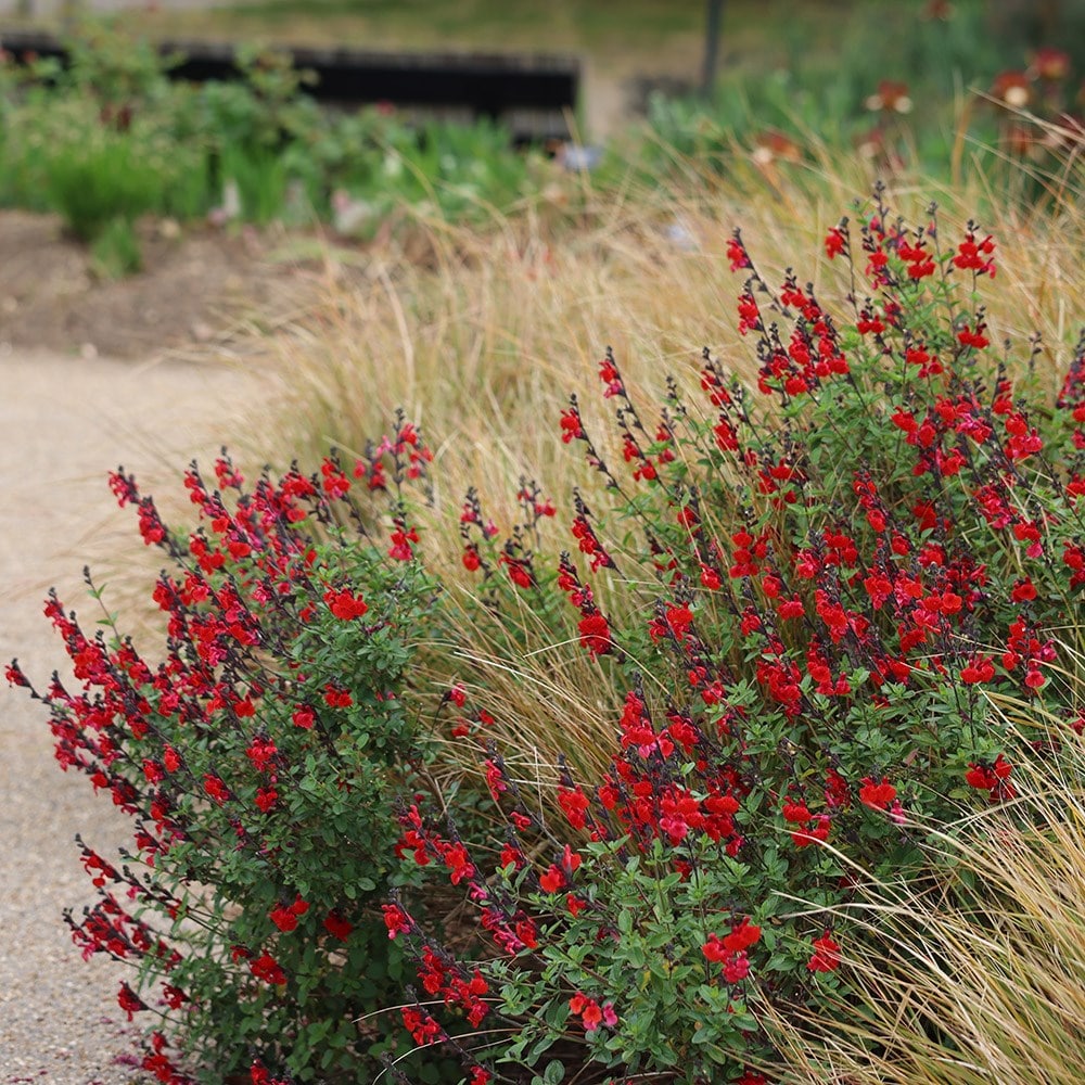 <i>Salvia</i> 'Royal Bumble'