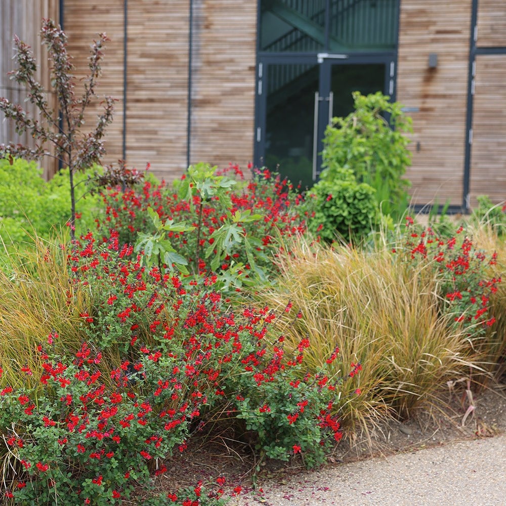 <i>Salvia</i> 'Royal Bumble'