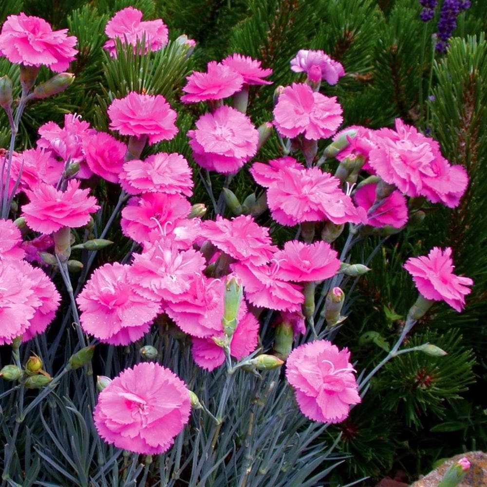 <i>Dianthus</i> <b>Tickled Pink</b> ('Devon PP 11') (Scent First Series) (PBR)