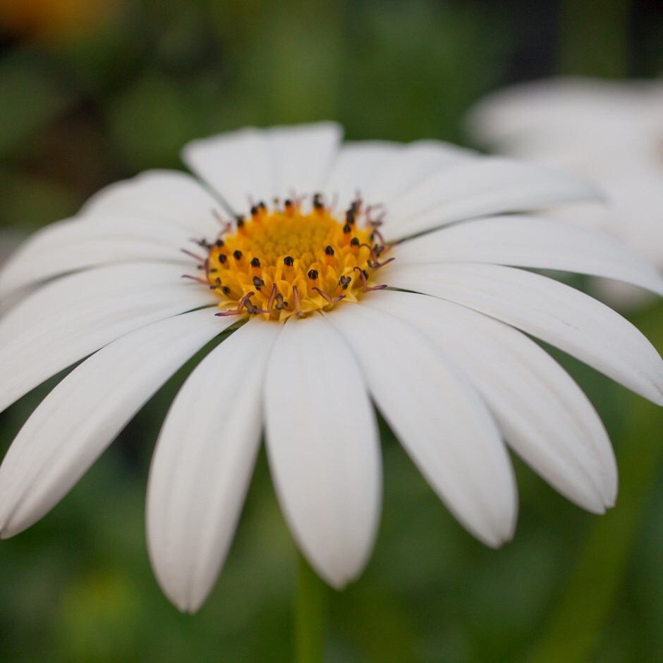 Buy African daisy Osteospermum Snow Pixie: £6.99 Delivery by Crocus