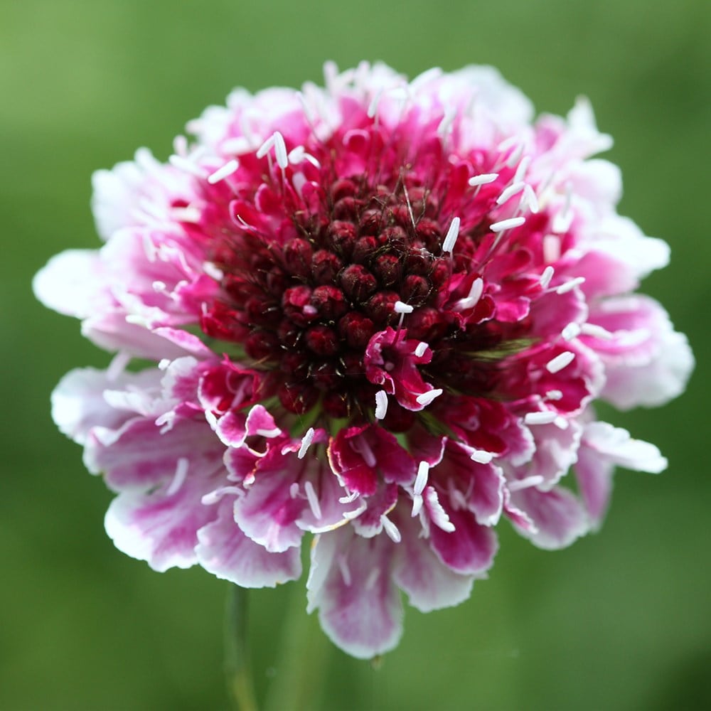 Product options image