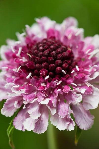 Scabiosa atropurpurea Beaujolais Bonnets