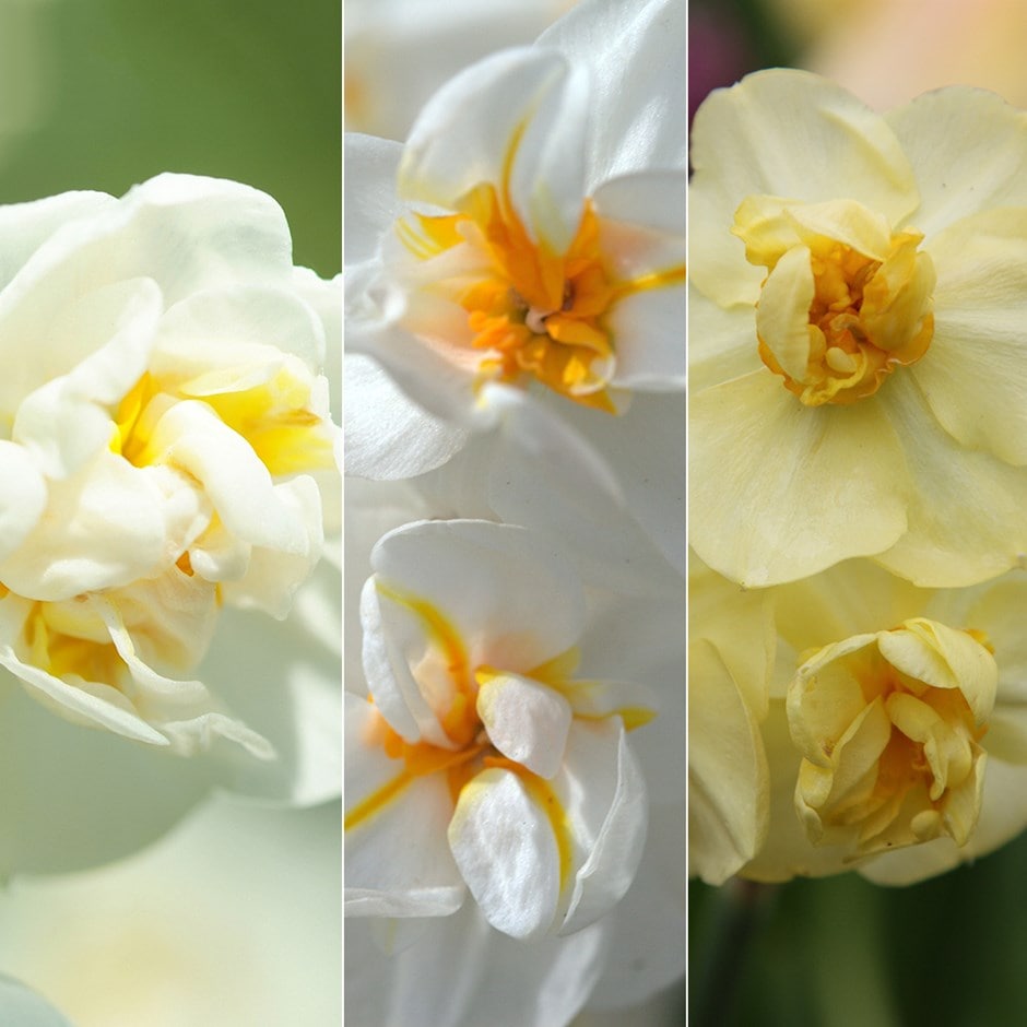 Award-winning fragrant multi-headed narcissus collection - 60+30 Free bulbs
