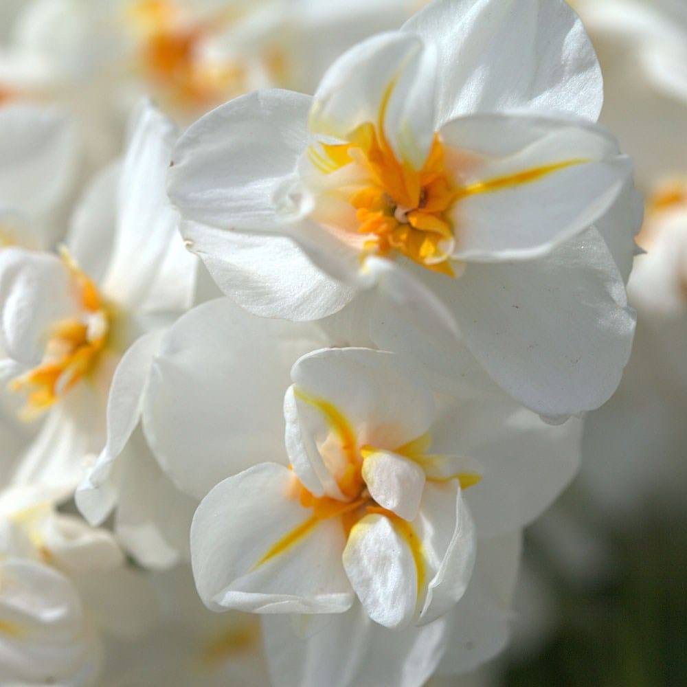 Award-winning fragrant multi-headed narcissus collection - 60+30 Free bulbs