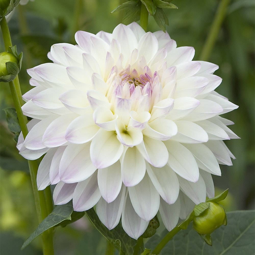 Product options image