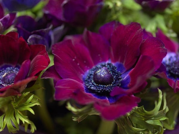 Anemone coronaria (De Caen Group) Bordeaux