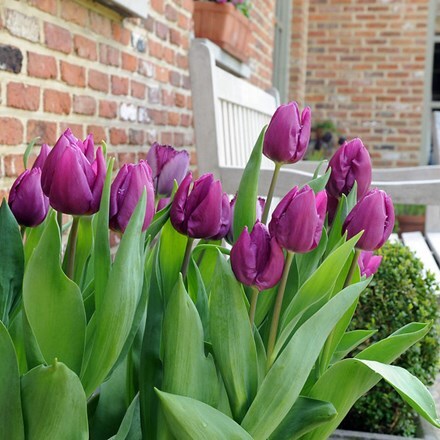 Picture of Tulipa Purple Prince