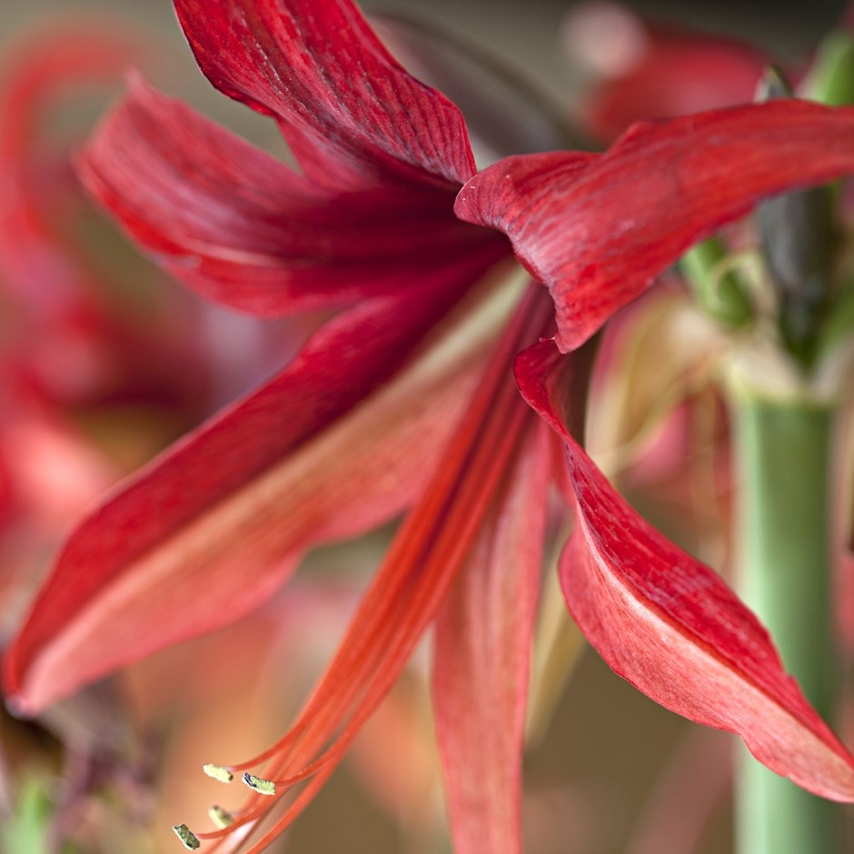 <i>Hippeastrum</i> (Spider Group) 'Bogota'
