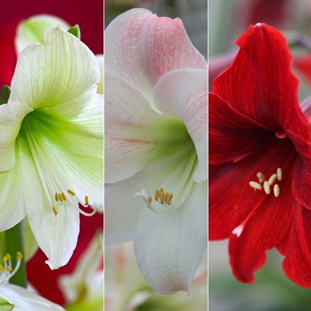 Picture of Hippeastrum collection