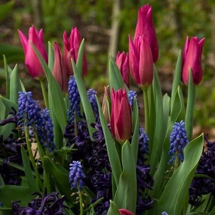 Bulbs for pots - Blues and pinks
