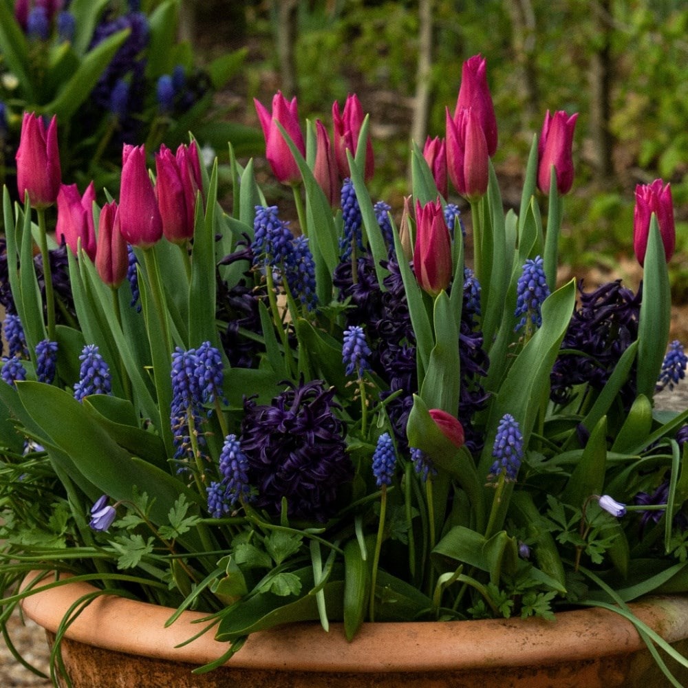Spring: Peat Pot Treat Baskets - Cloches & Lavender