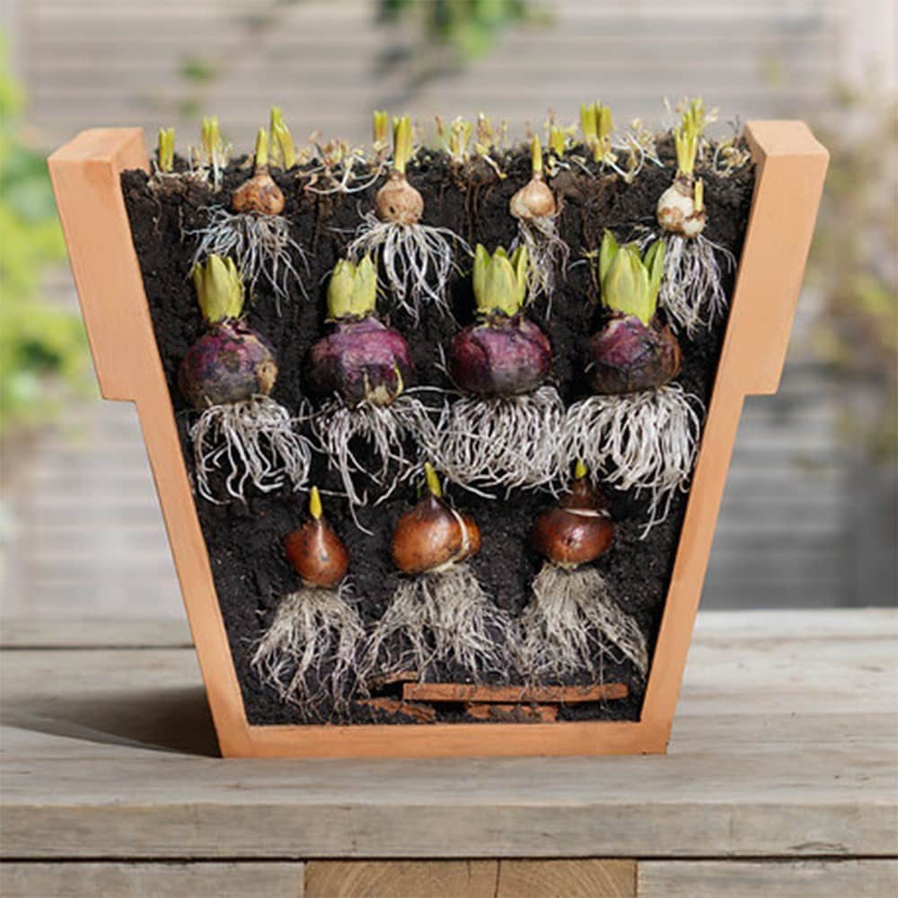 Bulbs for pots - Blues & pinks