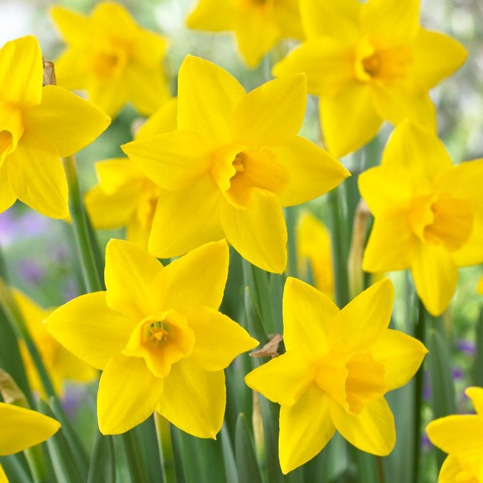Buy jonquilla daffodil bulbs Narcissus Sweetness: Â£3.99 