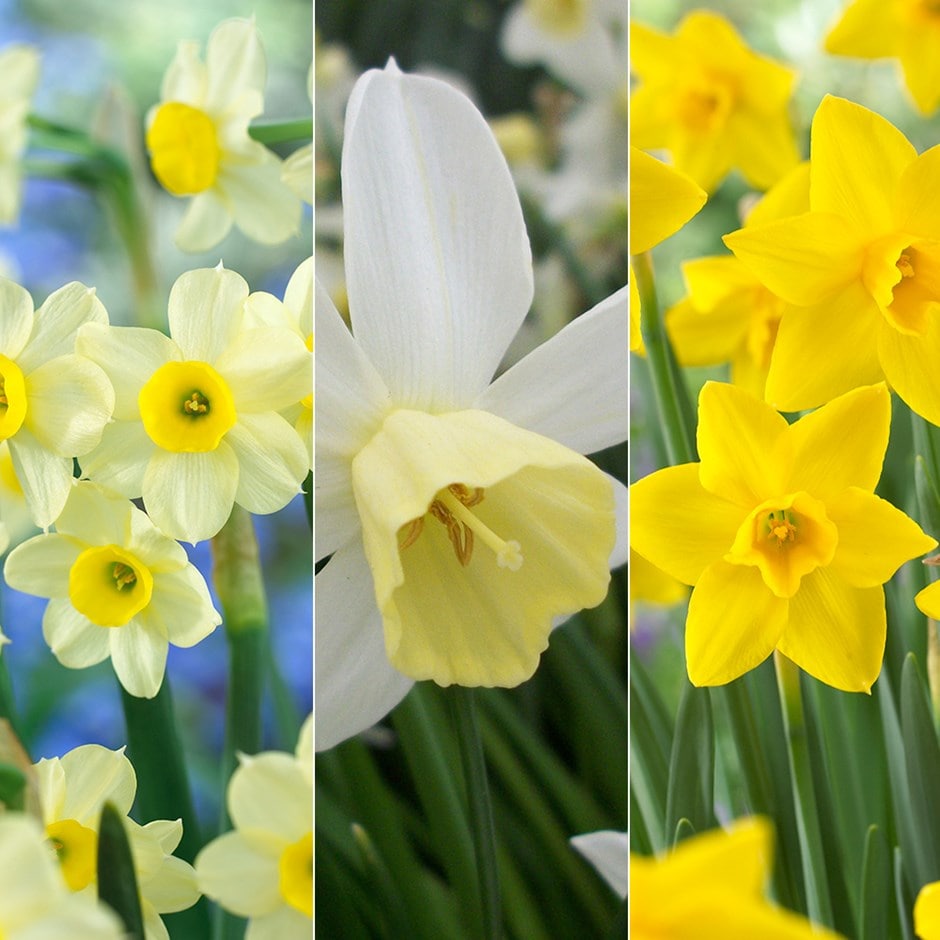 Award-winning perfumed daffodil collection