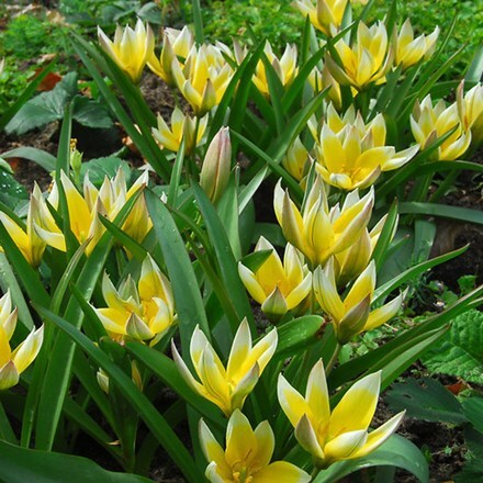 Picture of Tulipa tarda