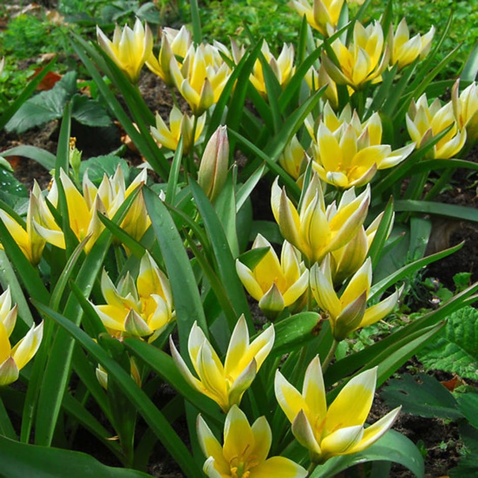 miscellaneous group tulip bulbs
