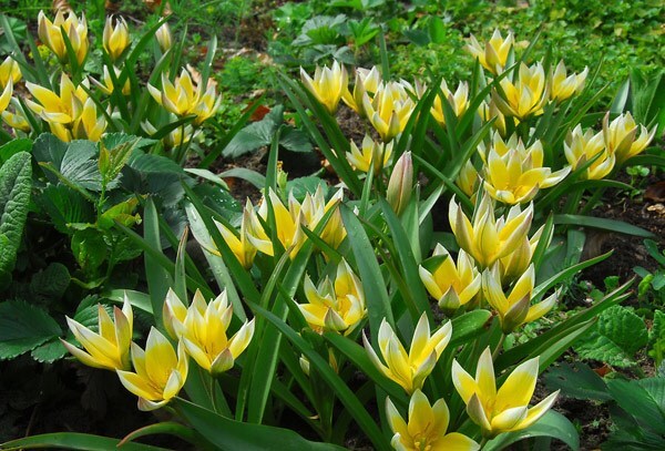Tulipa tarda