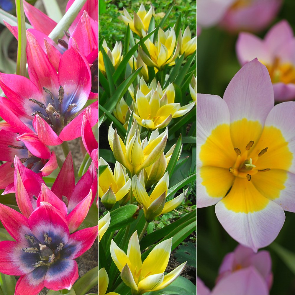 Product options image