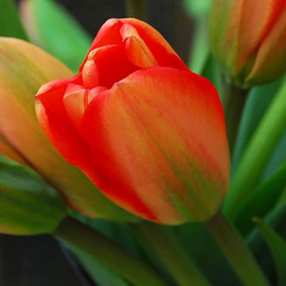 Darwin hybrid tulip bulbs ( syn. Tulip Apeldorn)