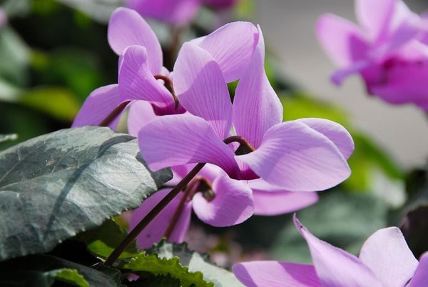 Cyclamen cilicium
