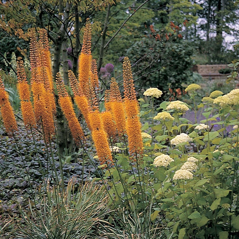 foxtail lily
