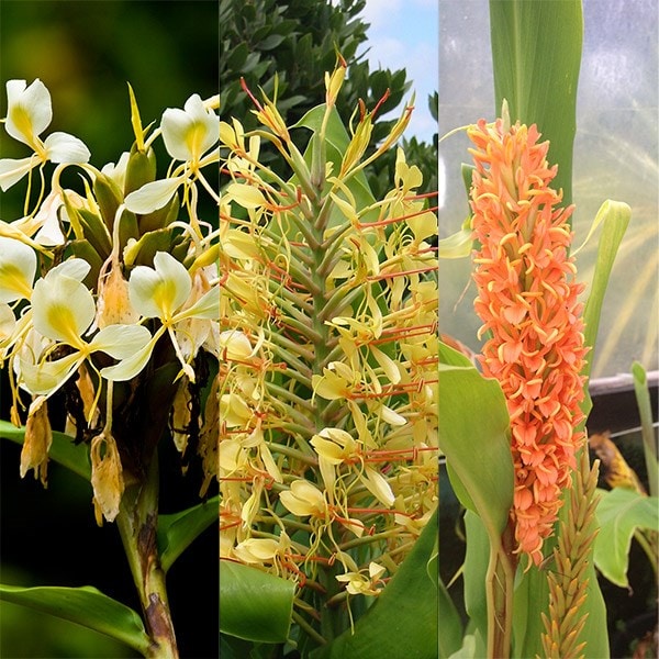 Hedychium collection