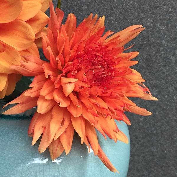Buy Fimbriata Dahlia Tuber Dahlia Mel S Orange Marmalade 3 99