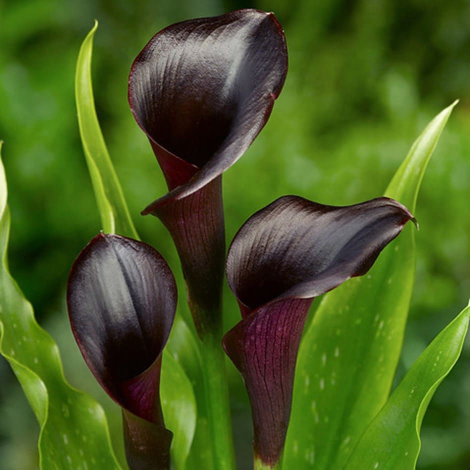 Buy calla lily bulb Zantedeschia Odessa (PBR): £6.99 Delivery by Crocus