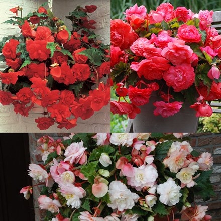 Scented begonia collection