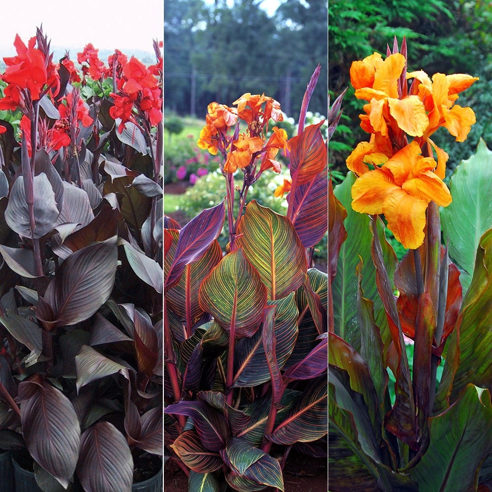 Buy Canna Collection Classic Canna Collection: £14.99 Delivery By Crocus