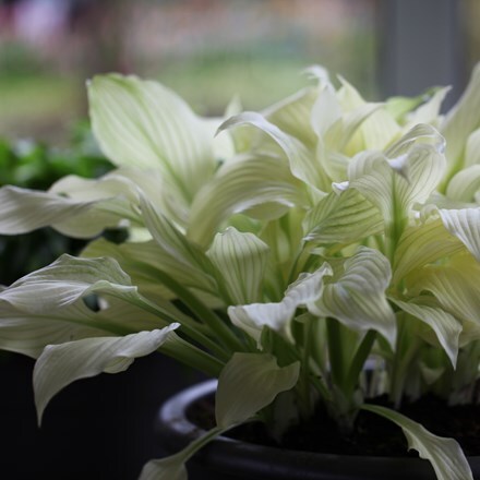 Picture of Hosta White Feather (undulata)