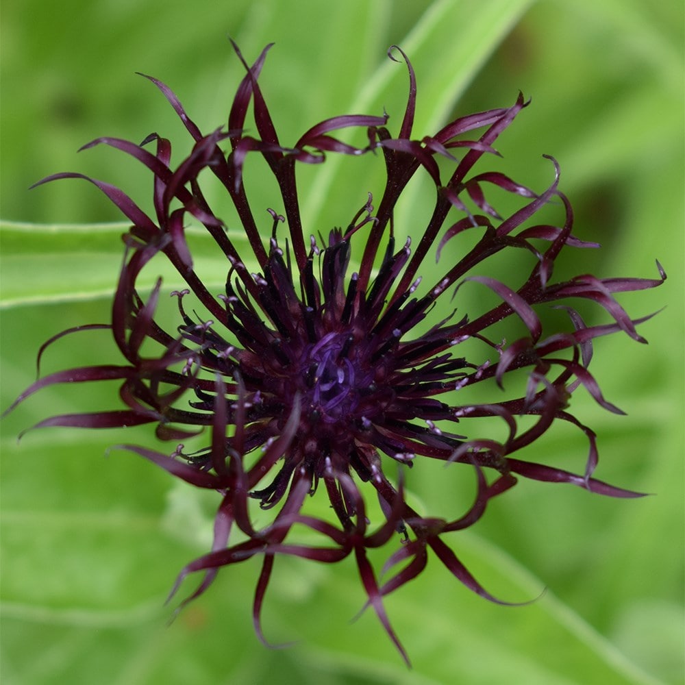 <i>Centaurea</i> 'Jordy'