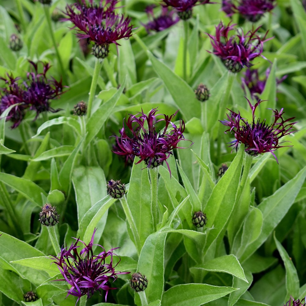 <i>Centaurea</i> 'Jordy'
