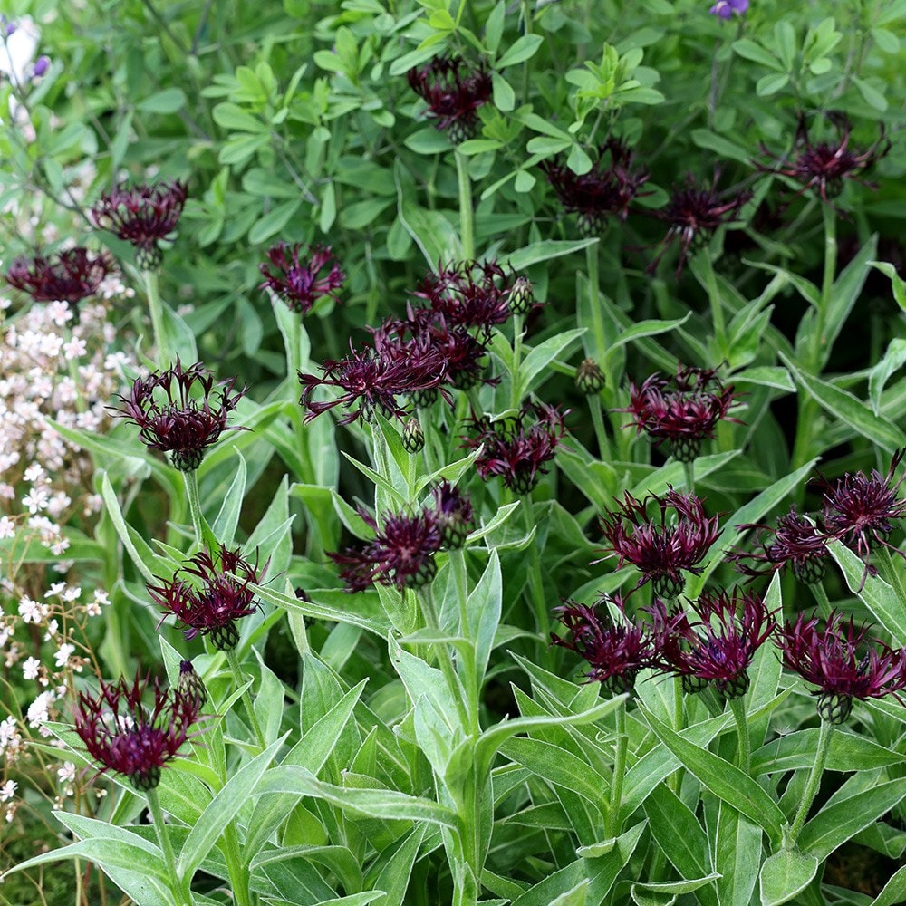 <i>Centaurea</i> 'Jordy'