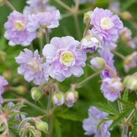 Geranium Summer Skies ('Gernic') (PBR)