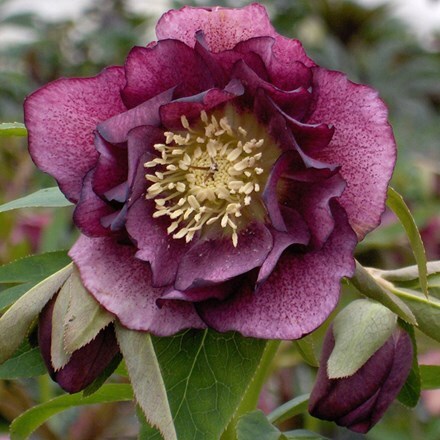 Picture of Helleborus × hybridus Double Ellen Red