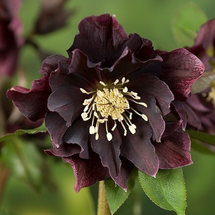 Picture of Helleborus × hybridus Double Ellen Purple