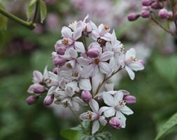 deutzia
